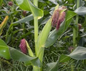 Definido calendario de siembras de maíz y sorgo en el departamento del Huila