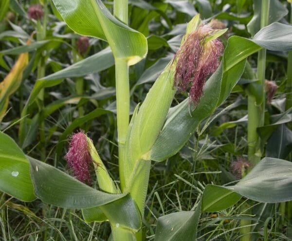 Definido calendario de siembras de maíz y sorgo en el departamento del Huila