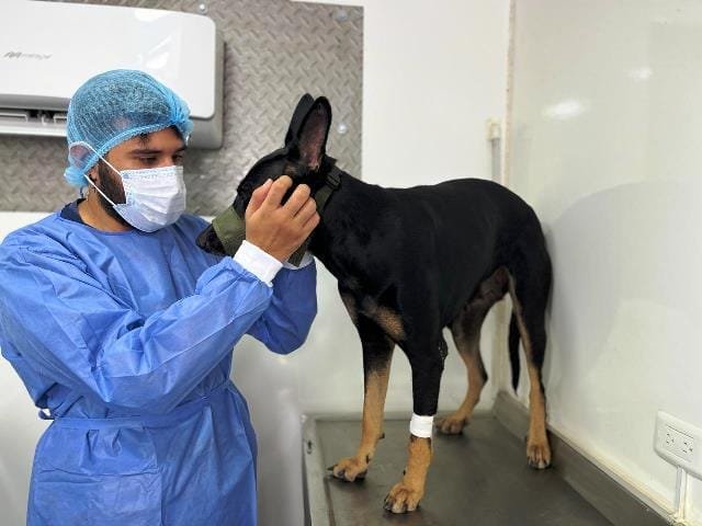 Con jornadas de esterilización canina, la Alcaldía de Neiva le cumple al bienestar animal