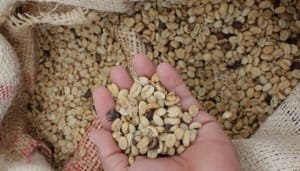 Comité Directivo de Federación Nacional de Cafeteros, aprueba ajuste de factor de rendimiento