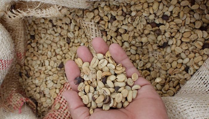 Comité Directivo de Federación Nacional de Cafeteros, aprueba ajuste de factor de rendimiento