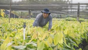 Gobernación del Huila avanza hacia la meta de entregar 2.000.000 de plántulas de cacao