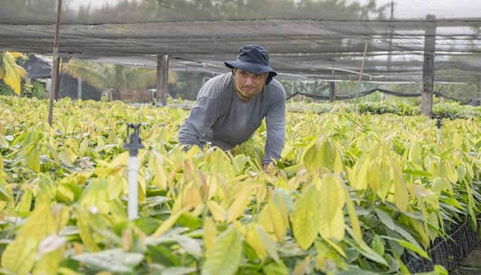 Gobernación del Huila avanza hacia la meta de entregar 2.000.000 de plántulas de cacao
