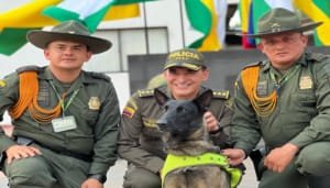 Odhil, el Pastor Belga Malinois que lucha contra el narcotráfico en el área Metropolitana de Neiva