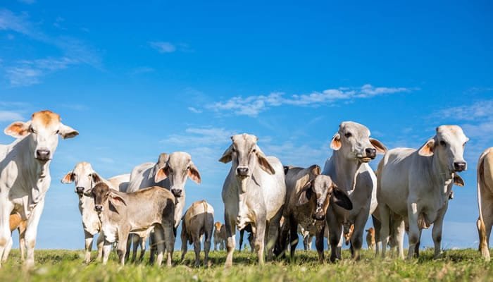 Senado preocupado por el sector ganadero por posible restricción en exportación