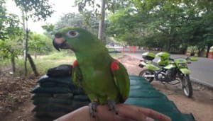 Policía de Neiva logró la recuperación de un loro frente amarilla