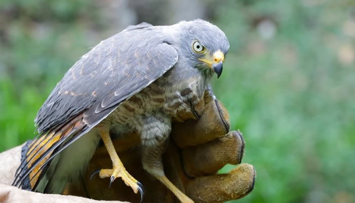 Animales atendidos por la CAM fueron dejados en su habitat