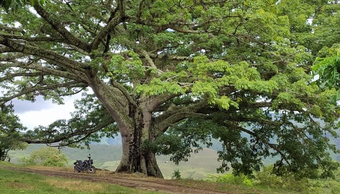 72 árboles fueron reconocidos como Monumento Natural 2024