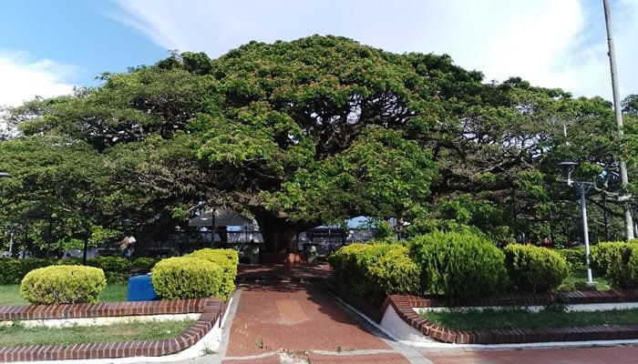 Arboles del departamento aspiran a ser monumentos nacionales