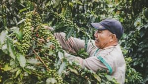Estrategia para salarios dignos en el sector cafetero