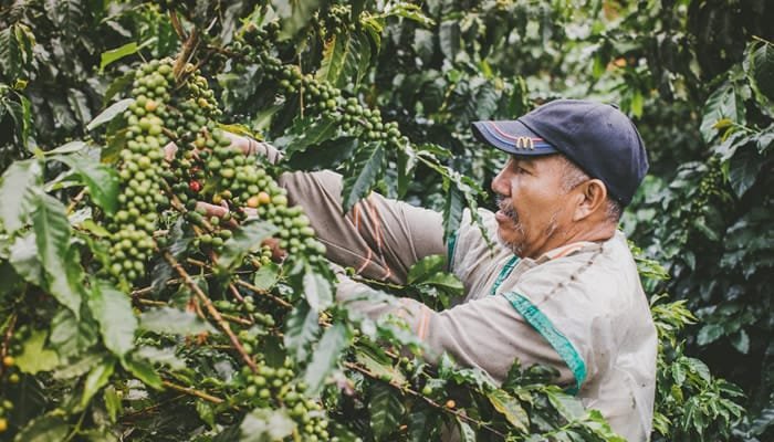 Estrategia para salarios dignos en el sector cafetero