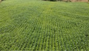Mañana vence plazo para sembrar cultivos de sorgo y maíz