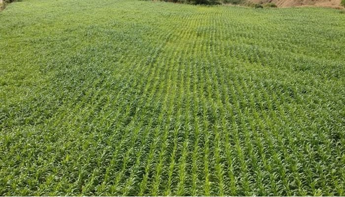 Mañana vence plazo para sembrar cultivos de sorgo y maíz