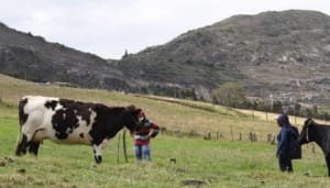 Fuerte sanción a empresas lecheras