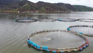 Producción piscícola en Betania, sin riesgo