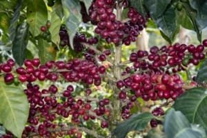 Más proyectos para impulsar el sector cafetero