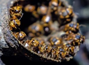 Descubierto nuevo tipo de abeja en el Huila
