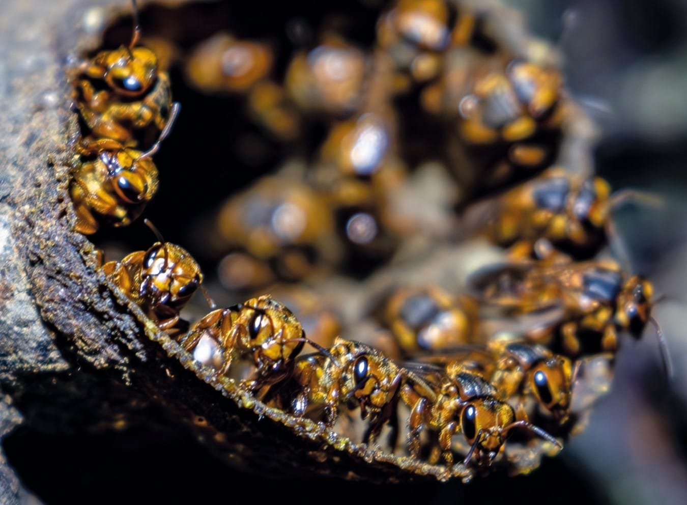 Descubierto nuevo tipo de abeja en el Huila