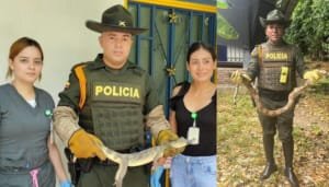 Policía aprehende cuatro especímenes silvestres