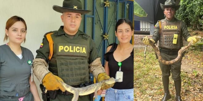 Policía aprehende cuatro especímenes silvestres