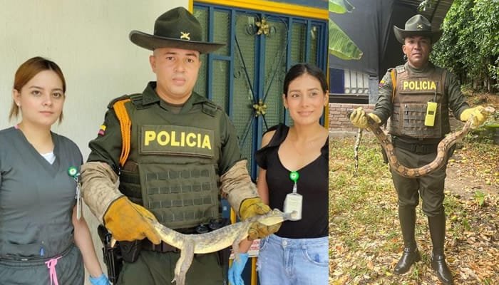 Policía aprehende cuatro especímenes silvestres