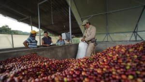 Lanzamiento del plan cosecha en el Huila