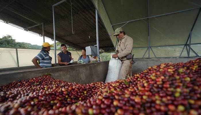 Lanzamiento del plan cosecha en el Huila