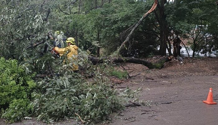 Bomberos atendió emergencias de caídas de árboles en Neiva
