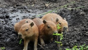 Nacen crías de chigüiros en hogar de paso de fauna en Pitalito
