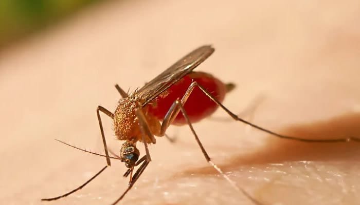 Mucho cuidado con la fiebre amarilla