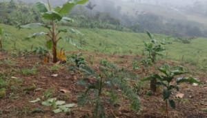 En marcha restauración ecológica del corredor andino amazónico del Huila