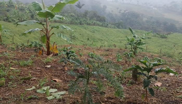 En marcha restauración ecológica del corredor andino amazónico del Huila