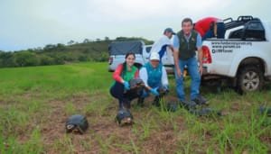 Tortugas morrocoy recuperadas en el Huila fueron liberadas en el Meta