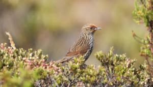 Más registros de aves en el Huila