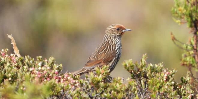 Más registros de aves en el Huila