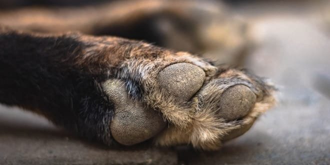 Detenido individuo por maltrato animal en Pitalito