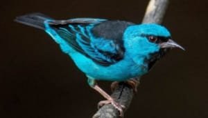 Registrada nueva especie en Pitalito