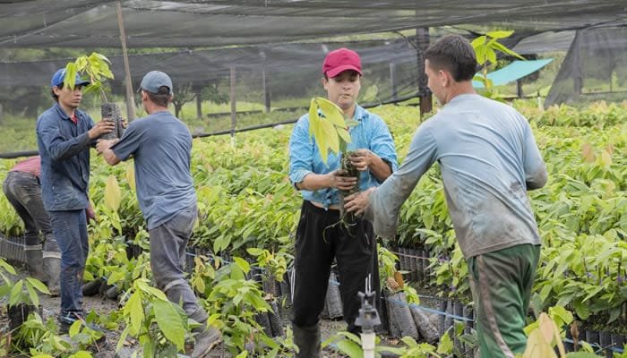 El cacao y su apuesta inclusiva en el Huila