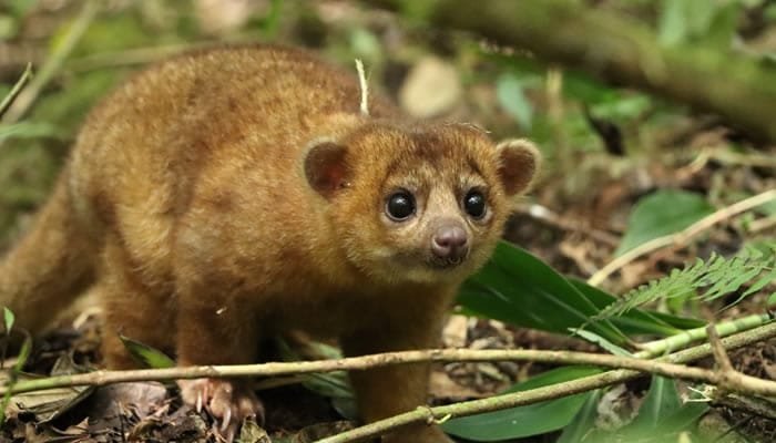 Liberados animales en reserva natural de Íquira