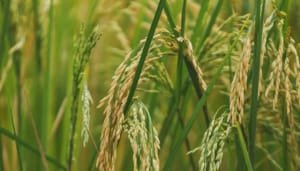 Minagricultura hace seguimiento a cosecha de cereales