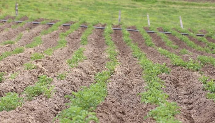 Sigue creciendo el sector agro en Colombia