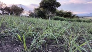 Sector agrario, a prepararse para La Niña