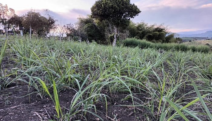 Finagro impulsa la producción agropecuaria con $16 billones en créditos