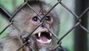 Duro contra el tráfico ilegal de fauna y flora en el Huila