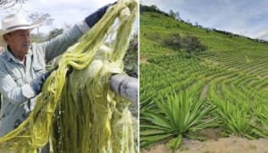 El fique, la gran alternativa al plástico en Colombia