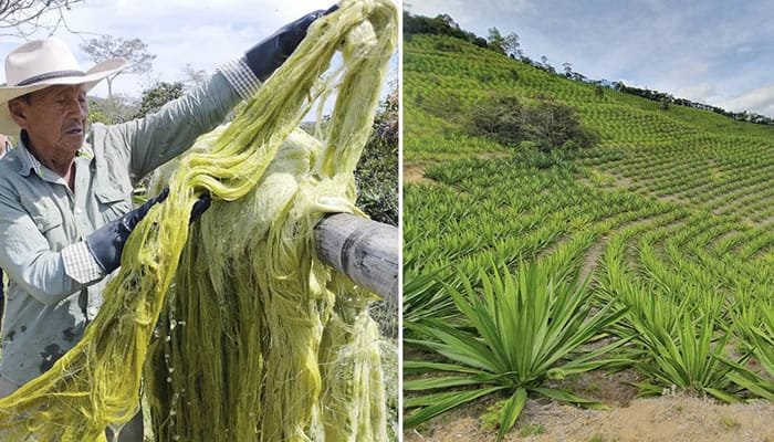 El fique, la gran alternativa al plástico en Colombia