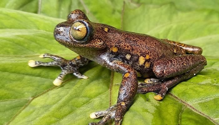 Definidas las 13 especies silvestres objeto de conservación del Corredor Andino Amazónico