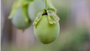 Huila busca la implementación de la agricultura limpia