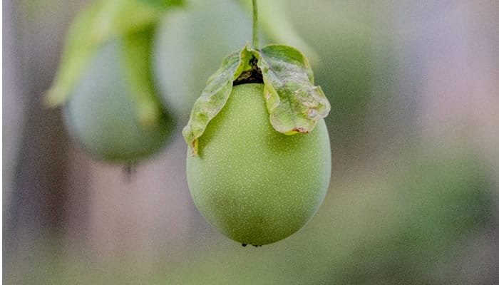 Huila busca la implementación de la agricultura limpia