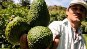Colombia busca mejorar la calidad de su aguacate